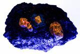 Fluorescent Zircon Crystals in Biotite Schist - Norway #228210-3
